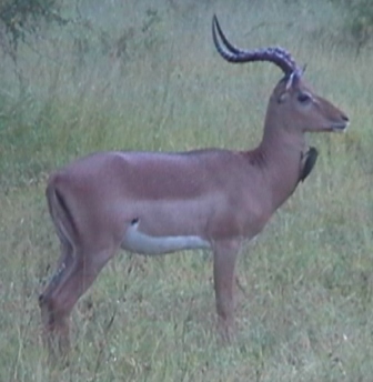 urlaub-2006-suedafrika-135